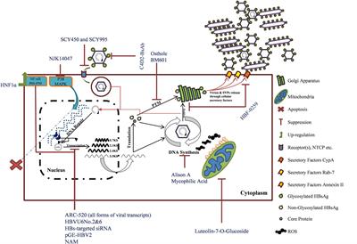 An Overview of Hepatitis B Virus Surface Antigen Secretion Inhibitors